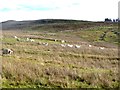 Sheep on rough grazing