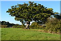 Tree in low sunlight