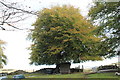 Beech tree on the edge of Manmoel Common