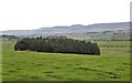 Across pasture to Square Wood