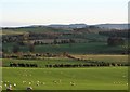 NU0112 : Pastures near Great Ryle by Gordon Hatton