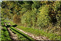 Sunlit track and hedge at Boveridge