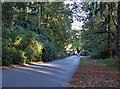 Entrance drive to Newstead Abbey grounds