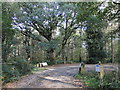 TG1817 : Car park and picnic area in Horsford Woods by Adrian S Pye