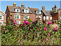 Salisbury: late summer roses