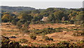 Stoborough Heath near Wareham Dorset