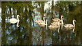 Swan and cygnets