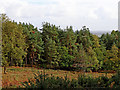 Cleared woodland  by Kinver Edge in Staffordshire