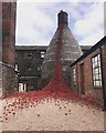 SJ8649 : Weeping Window poppies at Middleport Pottery by Jonathan Hutchins