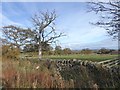 Field and trees at Little Greencroft Farm