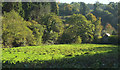 Meadow near Milton Combe