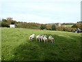 Five sheep in a field on the edge of Holne