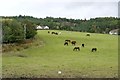 Grazing horses