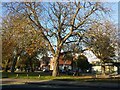 Green by the North Circular Road, Ealing