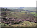 Heather in bloom and waterworks