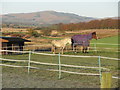 Horses near Chance Inn