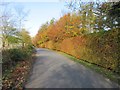 Autumnal hedge