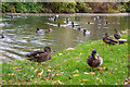 Chesterfield : Chesterfield Canal