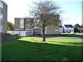 Tree outside Birchover Court, Newbold, Chesterfield