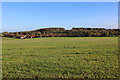 View Eastwards towards Stutton and Grimston Hills