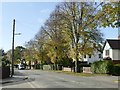 Street trees on Burringham Road