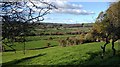 View of Glan Denys area from Long Wood above Allt-Goch