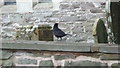 Blackbird at St. Michael & All Angels Church (Ewyas Harold)