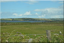 Q7911 : Grasslands by Lee Estuary by N Chadwick