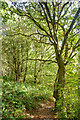 Brimington : Woodland Path