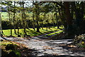 Trees on triangular junction, Hosketts Lane