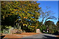 Autumn leaves in Rectory Lane