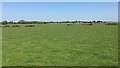 A glimpse of Friston water tower from near the Crowlink car park