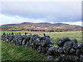 Field with dry stone wall at south side