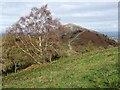 SO7642 : Silver birch tree on the Malvern Hills by Philip Halling