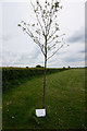 TF1080 : Memorial tree to Flight Sergeant Lester Cockerham by Ian S