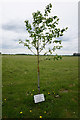 TF1081 : Memorial tree to Joseph Pickering (flight engineer) by Ian S