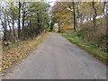 Tree-lined road near Bog of Kininvie