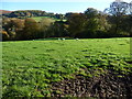 Sheep grazing near Coed Ynysfaen