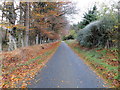 Minor road passing through woodland at Westfield Croft