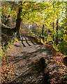 J4681 : Path, Crawfordsburn Glen by Mr Don't Waste Money Buying Geograph Images On eBay
