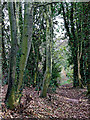 Bridleway near Iverley in Staffordshire