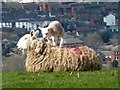 Ewe with lamb, restless