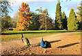SU5598 : Peacocks at Harcourt Arboretum by Des Blenkinsopp