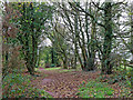 Bridleway west of Iverley in Staffordshire