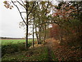 Path along the edge of Beech Hill Wood