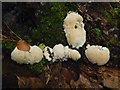 Fungus in Lyleston Wood