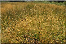 SX9066 : Grass, Nightingale Park by Derek Harper