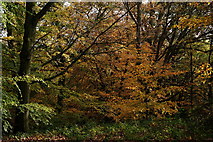 TQ2686 : Hampstead Heath by Peter Trimming