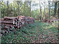 Track into Brickkiln Wood