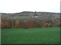 Grazing, Colne Valley